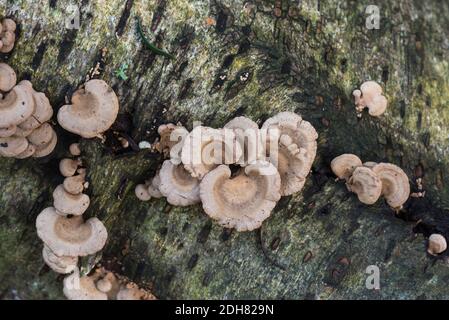 Un champignon de l'Oylivre (Crepidotus sp.) Banque D'Images