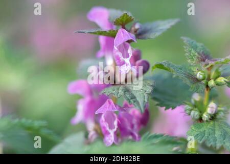ortie tachetée, ortie tachetée (Lamium maculatum), fleurs, Allemagne, Bavière Banque D'Images