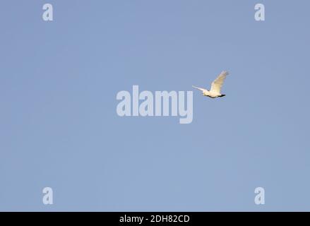 Cacatua goffiniana, Cacatua goffini, en vol, Indonésie, Tanimbar Corella Banque D'Images