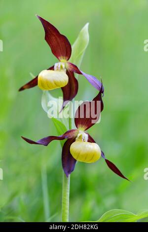 Lady's Slipper orchid (Cypripedium calceolus), blooming, Allemagne Banque D'Images