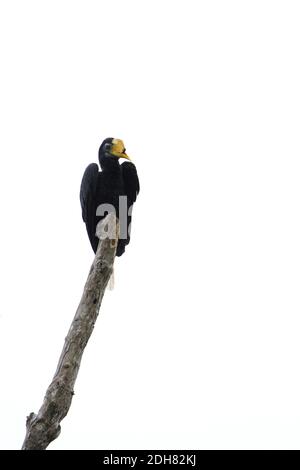 Charme ridé, charme ridé Sunda (Aceros ondullatus, Rhabdotorrhinus ondullatus), adulte préendissant perché sur une branche, Malaisie, Bornéo, Banque D'Images