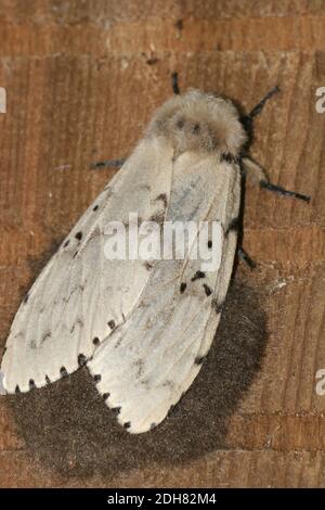 Gypsy Moth (Lymantria dispar), femelle, pays-Bas Banque D'Images