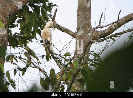 Cacatua goffiniana, Cacatua goffini, sur un arbre, Indonésie, Tanimbar Corella Banque D'Images