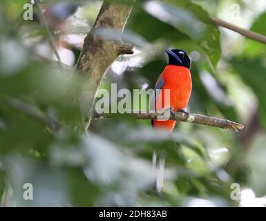 trogon (Harpactes duvaucelii), mâle perché sur un arbre dans une forêt tropicale de plaine, Malaisie, Bornéo, Sabah, Vallée de Danum Banque D'Images