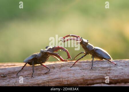 Le dendroctone du cerf, le dendroctone européen du cerf (Lucanus cervus), menace les gestes de deux mâles, pays-Bas Banque D'Images