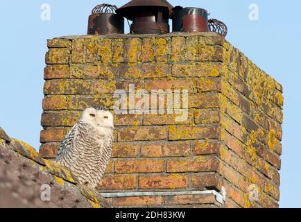 Hibou des neiges (Strix scandiaca, Nyctea scandiaca, Bubo scandiacus), reposant sur le toit d'une maison, pays-Bas, pays-Bas du Nord Banque D'Images