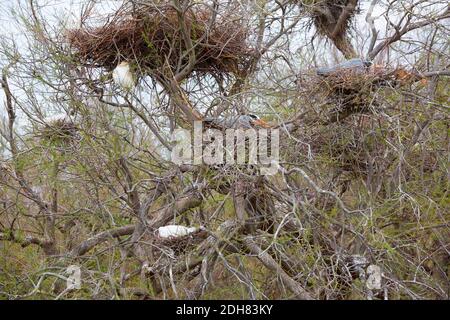 Héron gris (Ardea cinerea), hérons gris nichant dans un arbre, vue latérale, France Banque D'Images