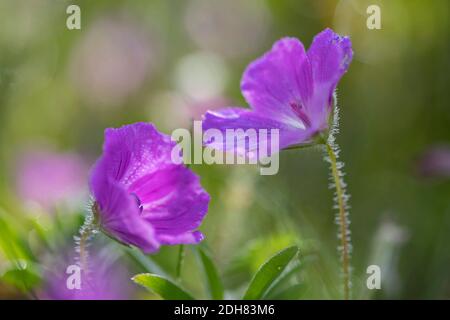 Bloody Cranesbill, Blood-Red Cranesbill (Geranium sanguineum), fleurs, Allemagne, Bavière Banque D'Images