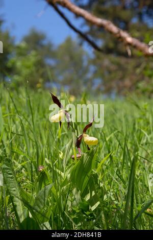 Lady's Slipper orchid (Cypripedium calceolus), blooming, Allemagne Banque D'Images