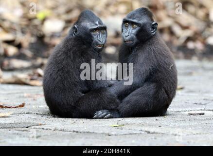 Singe Celebes, singe noir Celebes, macaque à crête Sulawesi, macaque à crête Celebes (Macaca nigra, Cynopithecus niger), deux jeunes singes assis Banque D'Images