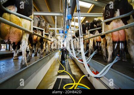 Traite des vaches laitières dans un salon à chevrons, Conwall, Royaume-Uni Banque D'Images