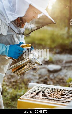 Apiculteur mature tenant le fumeur tout en examinant la ruche sur le terrain Banque D'Images