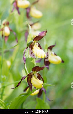 Lady's Slipper orchid (Cypripedium calceolus), blooming, Allemagne Banque D'Images