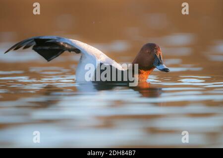 Verger commun (Aythya ferina, Anas ferina), drake s'étendant dans l'eau, vue latérale, Allemagne, Bavière Banque D'Images