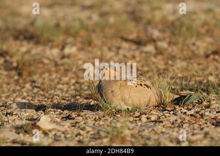 Sandgrouse tibétaine (Syrrhaptes tibetanus), mâle perché dans le désert, Chine, Tibet, er la Banque D'Images