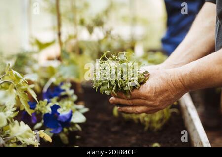 Image rognée d'un homme tenant des plantes en serre Banque D'Images