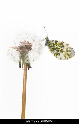 Orange-tip (Anthocharis cardamines), se trouve sur fructifier, pays-Bas Banque D'Images