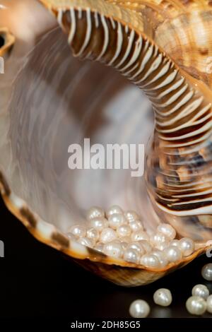 les perles se trouvent dans une coquille de coquillages, photo de gros plan Banque D'Images