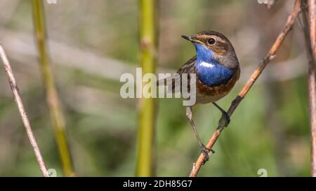 Weißsterniges Blaukehlchen (Luscinia svecica) Männchen Banque D'Images