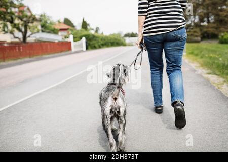 Vue arrière en coupe basse d'une femme âgée marchant avec son chien sur la rue Banque D'Images