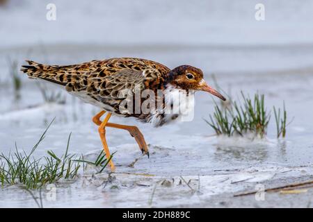 Kampfläufer (Philomachus pugnax) Männchen Banque D'Images