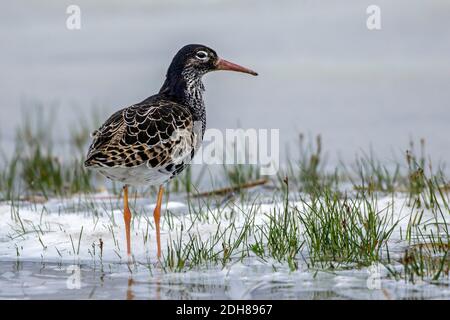 Kampfläufer (Philomachus pugnax) Männchen Banque D'Images