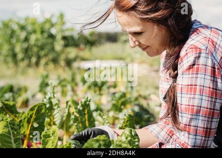 Femme souriante travaillant sur les plantes à la ferme Banque D'Images