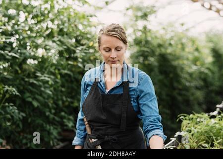 Jardinière féminine portant un tablier et regardant les plantes en pot serre Banque D'Images