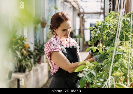 Jardinière féminine travaillant sur des plantes en pots en serre Banque D'Images