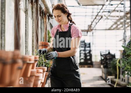 Femme vérifiant les feuilles poussant sur la plante en pot en serre Banque D'Images