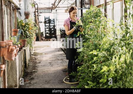 Femme examinant les feuilles de plantes qui poussent en serre Banque D'Images