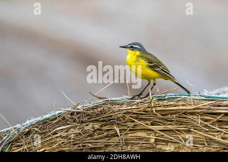 Schafstelze (Motacilla flava) Männchen Banque D'Images