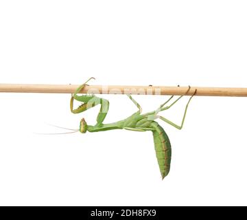 Jeune mantis vert assis sur un bâton de bois, insecte isolé sur fond blanc Banque D'Images