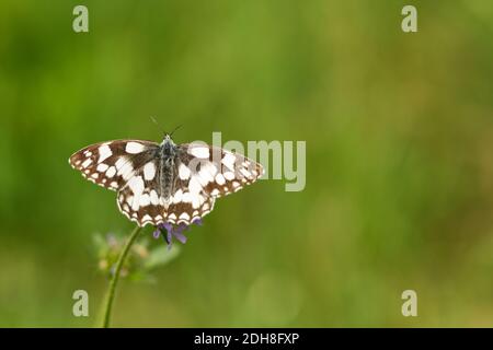 Western marbled white Banque D'Images