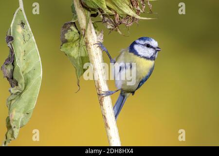 Blaumeise (Cyanistes caeruleus) Banque D'Images