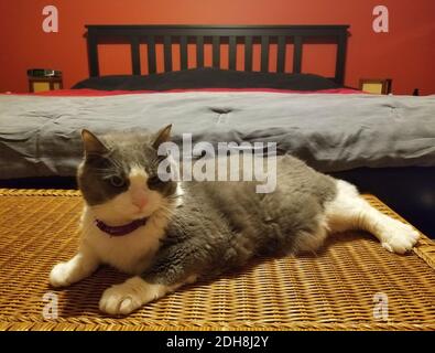 Un aspect grincheux d'un chat tabby gris et blanc sur le côté d'un lit Banque D'Images