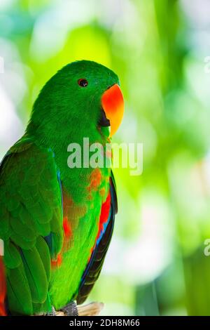 Dans l'île de Bali Indonésie Parrot Banque D'Images