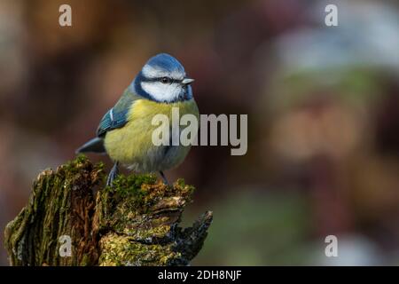 Blaumeise (Cyanistes caeruleus) Banque D'Images