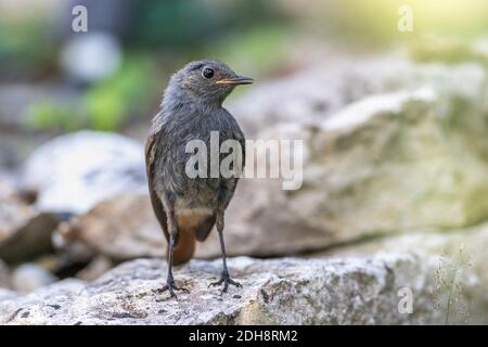 Hausrotschwanz (Phoenicurus ochruros) Jungvogel Banque D'Images