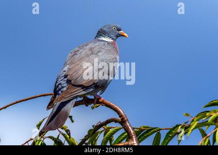 Ringeltaube (Columba palumbus) Banque D'Images