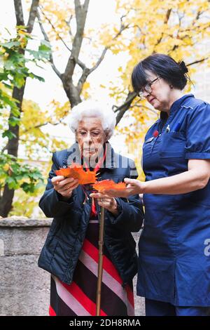 Femme âgée montrant des feuilles d'érable à la gardienne dans le parc Banque D'Images