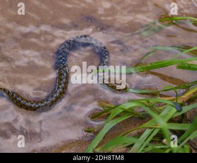 Serpent vipéral, Natrix maura en espagne Banque D'Images