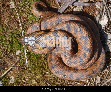 Serpent vipéral, Natrix maura en espagne Banque D'Images