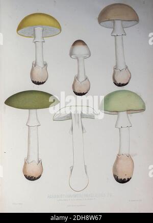 Amanita phalloides [ici Agaricus phalloides] communément connu sous le nom de capuchon de mort, est un champignon basidiomycète toxique mortel, tiré du livre Sveriges ätliga och giftiga svampar tecknade efter naturen sous le regard [les champignons comestibles et toxiques de Suède tirés après la nature sous la direction] par Fries, Elias, 1794-1878; Kungl. Svenska vetenskapsakademien publié à Stockholm, Suède en 1861 Banque D'Images