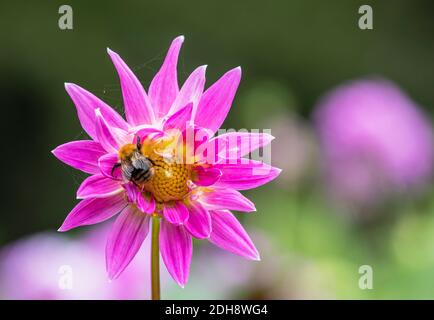 Dahlia, Bumble Bee sur fleur rose en plein air. Banque D'Images