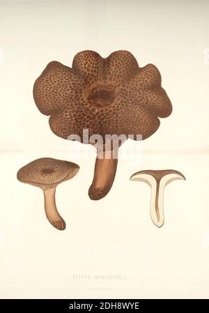 Sarcodon imbricatus [ici comme Hydnum imbricatum] , communément connu sous le nom de hérisson ciselé ou hérisson squameux, est une espèce de champignon dentaire dans l'ordre des Thelephorales. Le champignon est comestible. Tiré du livre Sveriges ätliga och giftiga svampar tecknade efter naturen sous la direction [les champignons comestibles et toxiques de Suède tirés d'après la nature sous la direction] par Fries, Elias, 1794-1878; Kungl. Svenska vetenskapsakademien publié à Stockholm, Suède en 1861 Banque D'Images