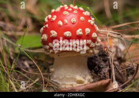 Agaric de mouche Banque D'Images