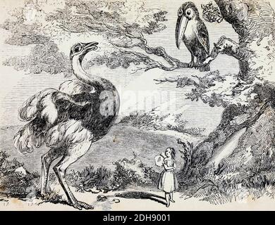 Tiny et sa vanité Fairy Tale du livre « Fairy Tales » de Forrester, Alfred Henry, 1804-1872 [Alfred Henry Forrester (10 septembre 1804 – 26 mai 1872) était un auteur anglais, un artiste de BD, un illustrateur et un artiste, qui était également connu sous le pseudonyme d'Alfred Crowquill. Banque D'Images