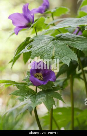 Bois japonais coquelicot Banque D'Images
