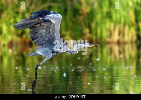 Graureiher (Ardea cinerea), Fischreiher, Banque D'Images